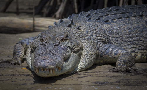 tropical queensland photo tour example 